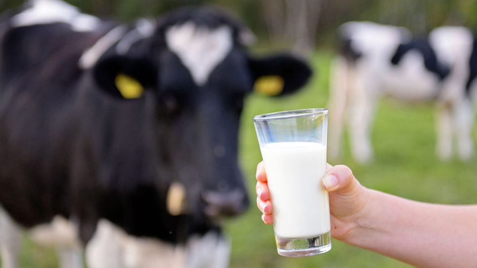 Ein Milchglas wird von einer Hand vor Kühe, die auf einer Weide stehen, gehalten (Quelle: IMAGO / MiS)