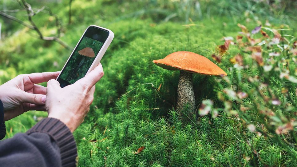 Eine Person fotografiert einen Pilz im Wald mit einem Smartphone (Quelle: IMAGO / Westend61)