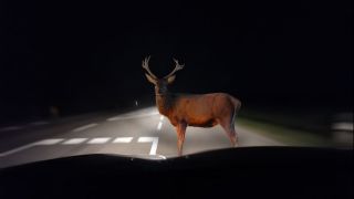 Ein Hirsch auf einer Straße, aus dem Auto heraus fotografiert (Quelle: imago images/Wirestock)