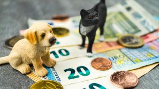 Spielzeughund und Spielzeugkatze auf einem Haufen Geld (Quelle: imago images/blickwinkel)