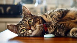 Eine Katze mit einem GPS-Tracker (Quelle: imago images/Pond5 images)