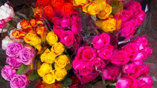 Viele Rosen (Quelle: imago images/Shotshop)