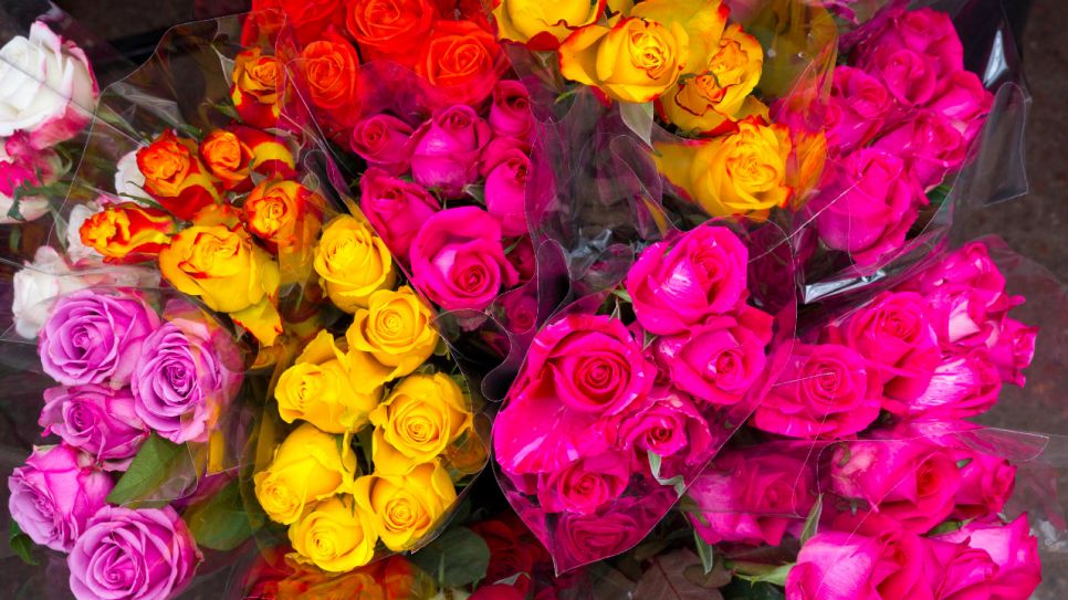 Viele Rosen (Quelle: imago images/Shotshop)