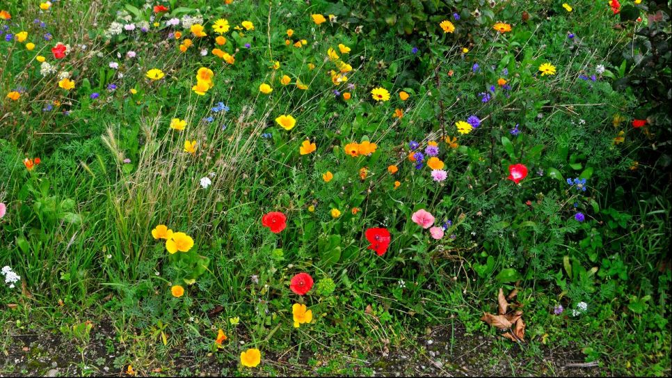 Wildblumen in einem Garten (Quelle: imago images/Dean Pictures)