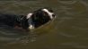 Hund schwimmt im Wasser (Quelle: rbb)