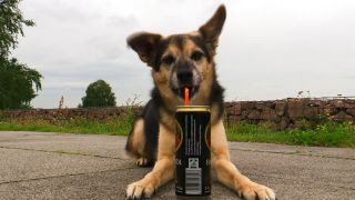 Hund trinkt mit einem Strohhalm aus der Dose (Quelle: rbb)