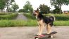 Hund auf einem Skateboard (Quelle: rbb)