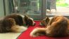 Zwei Hunde schlafen entspannt vor einem Fenster (Quelle: rbb)