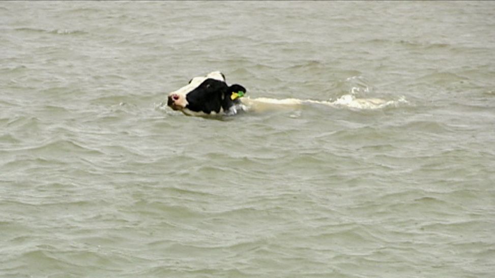 Eine Kuh schwimmt im Meer