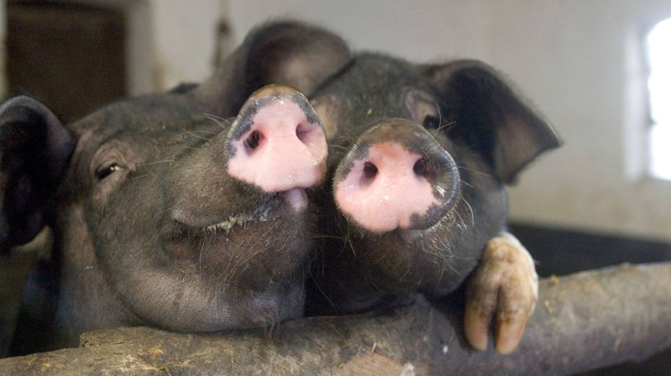 Zwei lustige Sattelschweine (Quelle: imago/Frank Sorge)