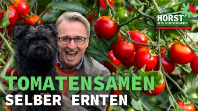 Horst und Hund Fritz vor Tomatenpflanzen (Quelle: rbb, imago images / Panthermedia)