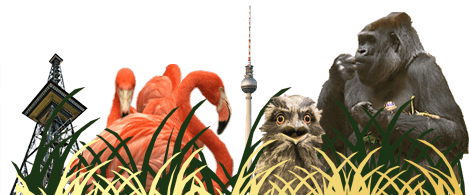 Collage aus verschiedenen Zootieren, Berliner Funkturm und Fernsehturm