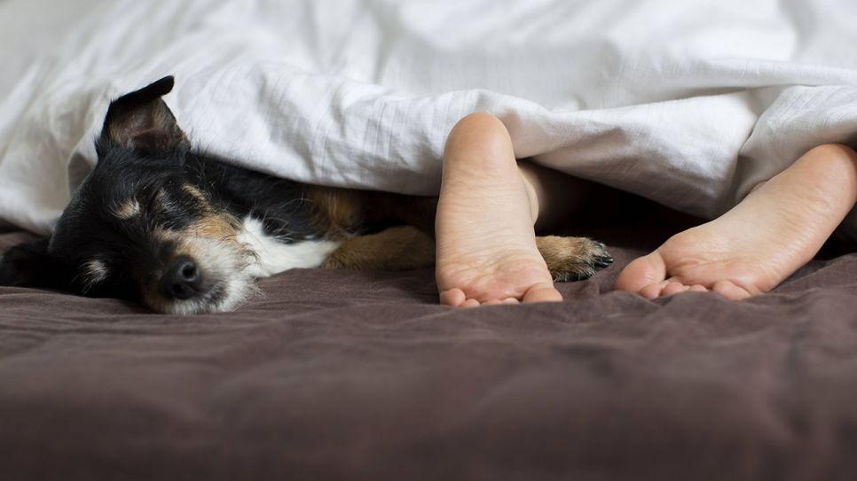 Unter einer Bettecke schauen Füße und der Kopf eines Hundes heraus (Quelle: imago/Bernhard Classen)
