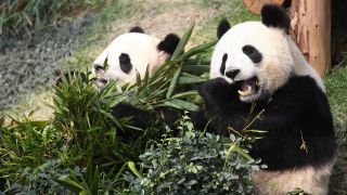 Pandas in China (Quelle Archivbild: imago/Xinhua)