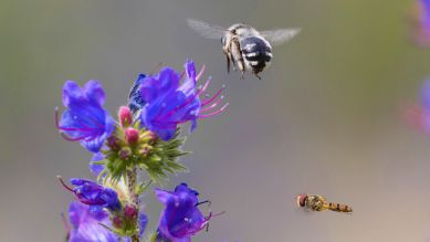 Eine Langhornbiene und eine Schwebfliege fliegen Natternkopfblüten an (Quelle: blickwinkel/A. Hartl)