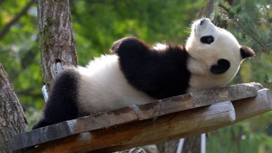 Panda Meng Meng genießt das schöne Wetter (Bild: imago/Olaf Wagner)
