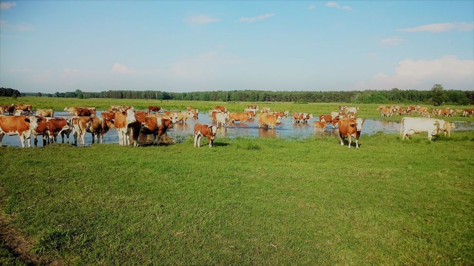 Kühe der Weidelandfarm stehen auf der Weide in Rieben (Quelle: Weidelandfarm Rieben)