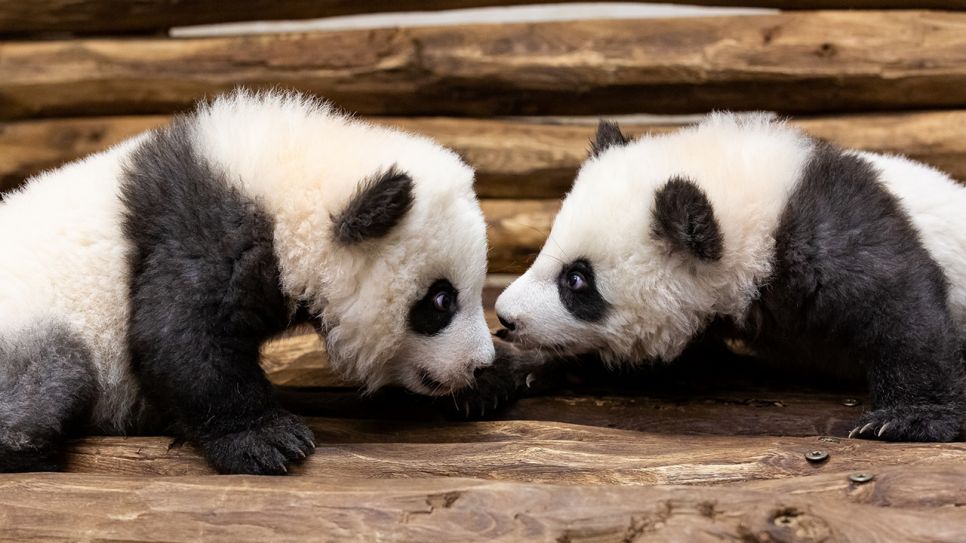 Die beiden Panda-Jungtiere aus dem Berliner Zoo wurden mit einem ersten Spielzeug überrascht, einen mit Bambusblättern gefüllten Weidenball. (Quelle: picture alliance/Zoo Berlin/dpa)