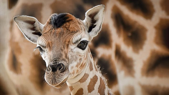 Nachwuchs bei den seltenen Rothschild-Giraffen (Quelle: 2020 Tierpark Berlin)