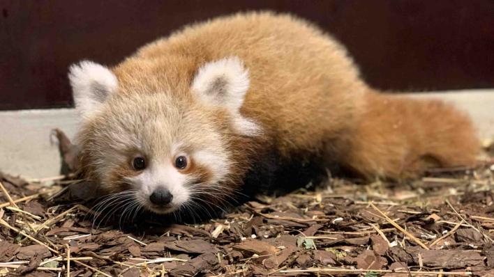 Kleiner Roter Panda aus Berliner Tierpark sucht Namen - 1. FC Union  übernimmt Patenschaft