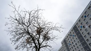 Ein vertrockneter Straßenbaum mit ebenfalls vertrockneten Misteln steht in einem Neubaugebiet in Lichtenberg. (Quelle: dpa/Jens Kalaene)