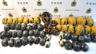 57 vom Aussterben bedrohte Schildkröten wurden von einem Schmuggler konfisziert (Bild: Tierpark Berlin)
