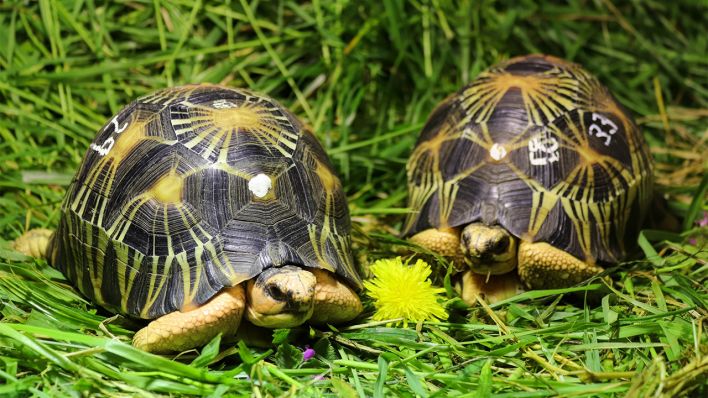 Zwei gerettete Strahlenschildkröten im Berliner Tierpark (Bild: Tierpark Berlin)