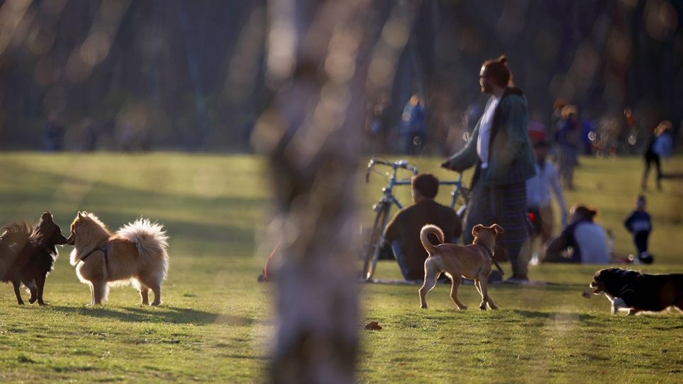 Archivbild: Zahlreiche Familien spielen mit ihren Kindern und Hunden auf dem großflächigen Parkgelände. (Quelle: imago images/Stauffenberg)
