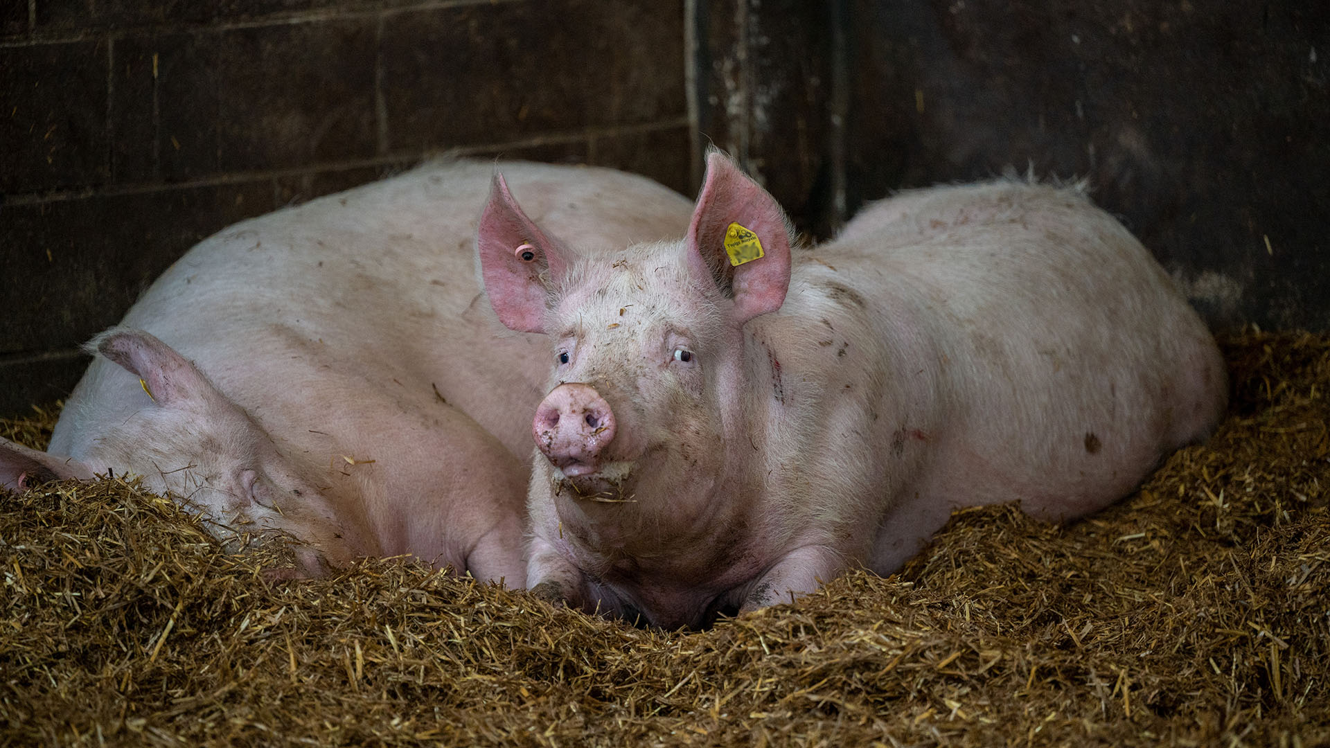 Schweine liegen in einem Stall (Quelle: dpa/Harald Tittel)
