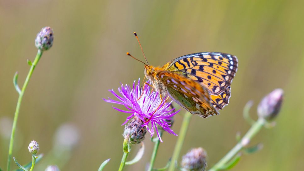 Perlmuttfalter, Ein Schmetterling (Perlmuttfalter) sitzt auf einer Bluete auf einer Blumenwiese. (Quelle: dpa/Andreas Franke)