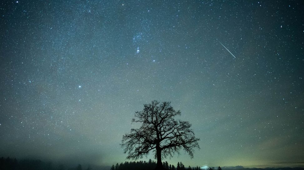 Eine Sternschnuppe ist während des Geminiden-Meteteorstroms am Sternenhimmel über einem Baum zu sehen. (Quelle: dpa/Matthias Balk)