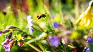Symbolbild:Eine Wildbiene fliegt im nachmittäglichen Sonnenschein bei der Futtersuche durch ein kleines Blumenbeet.(Quelle:dpa/F.Rumpenhorst)