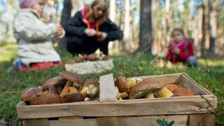 Symbolbild: Eine Frau sucht mit ihren beiden Töchtern in einem Wald nahe Briesen (Brandenburg) Pilze. (Quelle: dpa/P. Pleul)