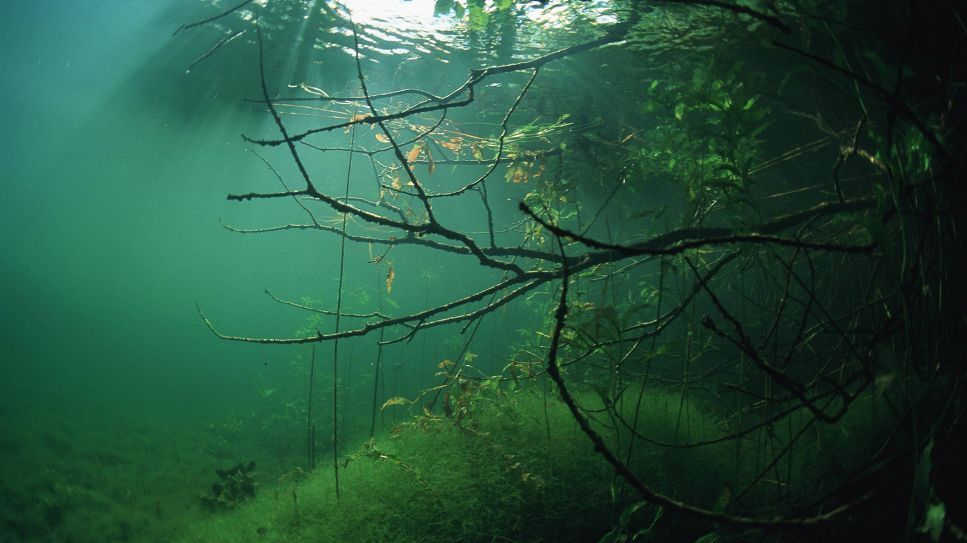 Symbolbild: Unterwasserlandschaft des Stechlinsees (Quelle: IMAGO/blickwinkel)