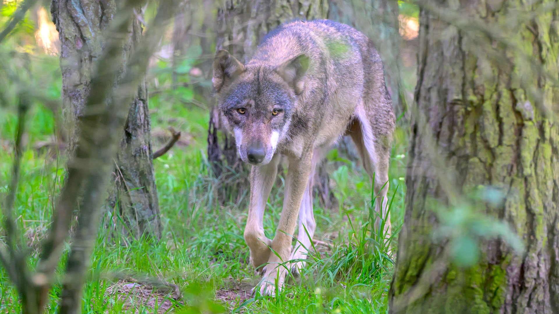 Wolf im Wildpark Schorfheide (Bild: dpa/Uwe Koch/Eibner-Pressefoto)