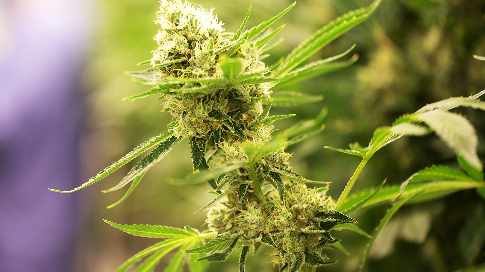 Symbolbild: Eine Cannabis-Pflanze (Quelle: dpa/Sebastian Kahnert)