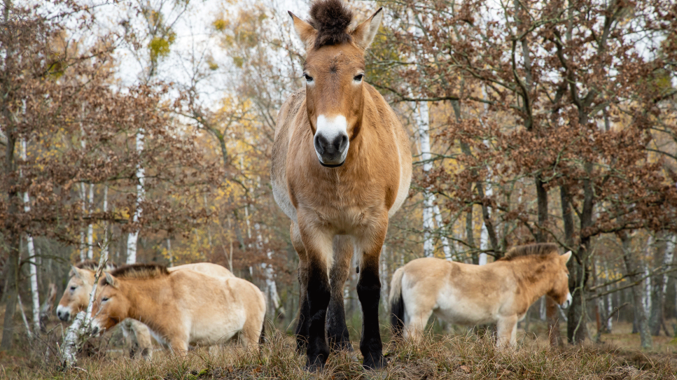 Przewalskipferde auf einer Waldweide in der Döberitzer Heide (Quelle: Heinz Sielmann Stiftung/Ingolf König)