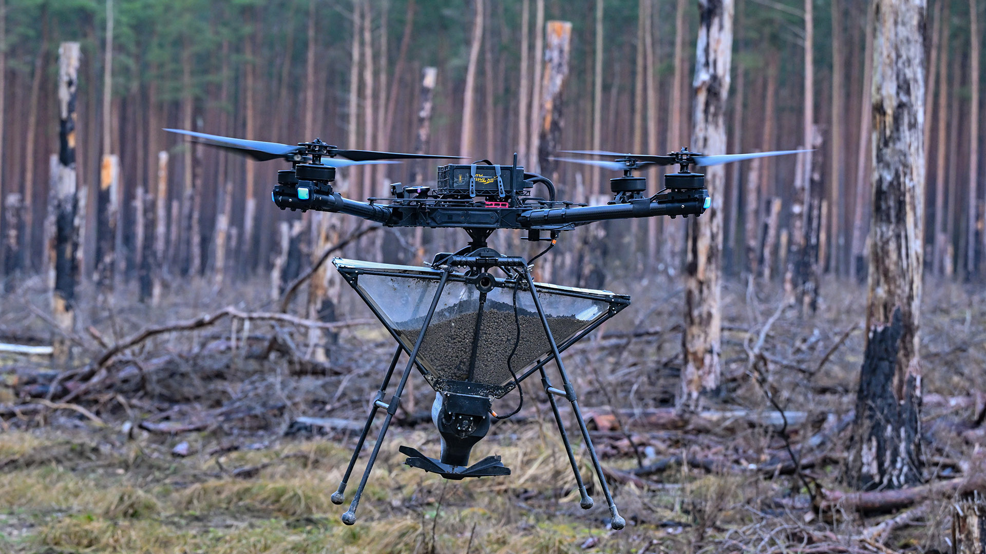 Eine Drohne vom Unternehmen Skyseed GmbH, an der ein Behälter mit Saatgut hängt, startet in einem Wald. Nach einem Waldbrand im brandenburgischen Beelitz im Sommer 2022 sollen dort mithilfe von Drohnen neue Bäume wachsen. (Quelle: dpa/Pleul)