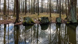 Symbolbild: Im Wasser eines Fließes (Wasserstraße) spiegeln sich Bäume am Ufer. (Quelle: dpa/F. Hammerschmidt)