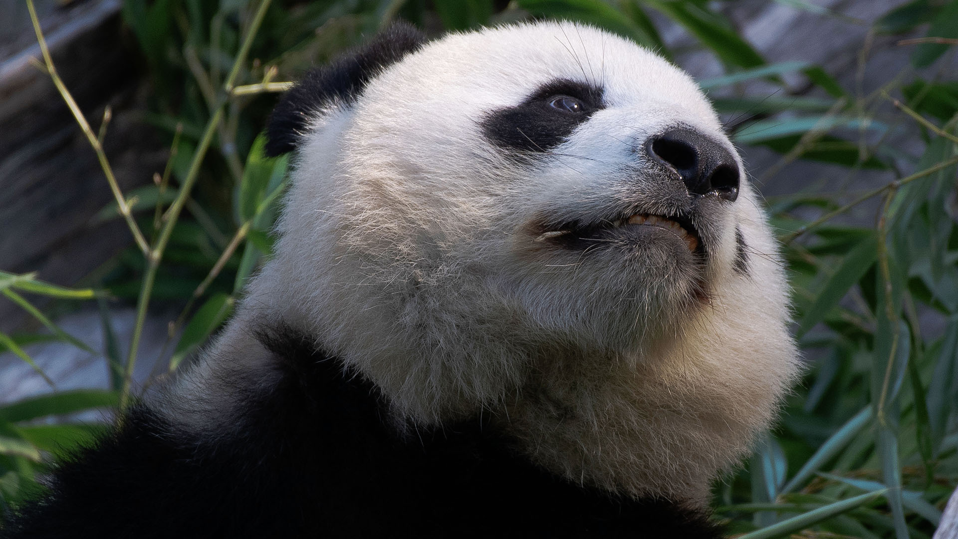 Archivbild:Panda Meng Meng nimmt im Zoo ein Sonnenbad am 15.09.2020.(Quelle:picture alliance/dpa-Zentralbild/P.Zinken)
