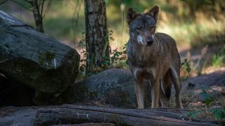 Symbolbild: Ein Wolf im Wildpark Schorfheide, in Groß Schönebeck, Landkreis Barnim. (Quelle: imago images/Hohlfeld)