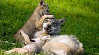 Symbolbild: Wölfe auf der Wiese. (Quelle: IMAGO/Zoonar.com)