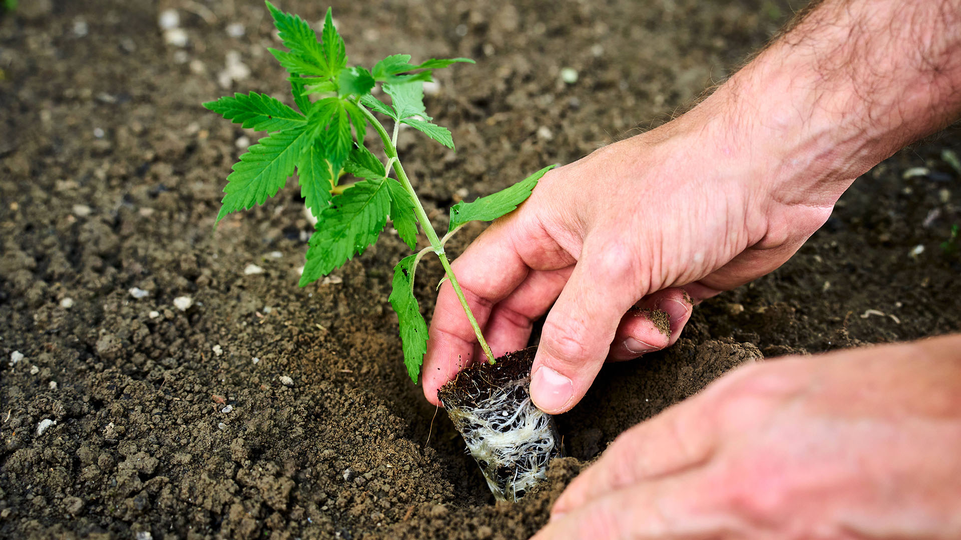 Symbolbild:Ein Mann pflanzt eine Cannabispflanze ein.(Quelle:imago images/M.Bihlmayer)