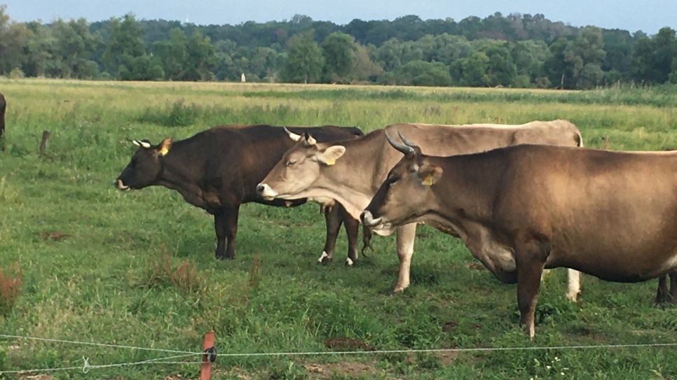 Bio-Kühe in Weidehaltung