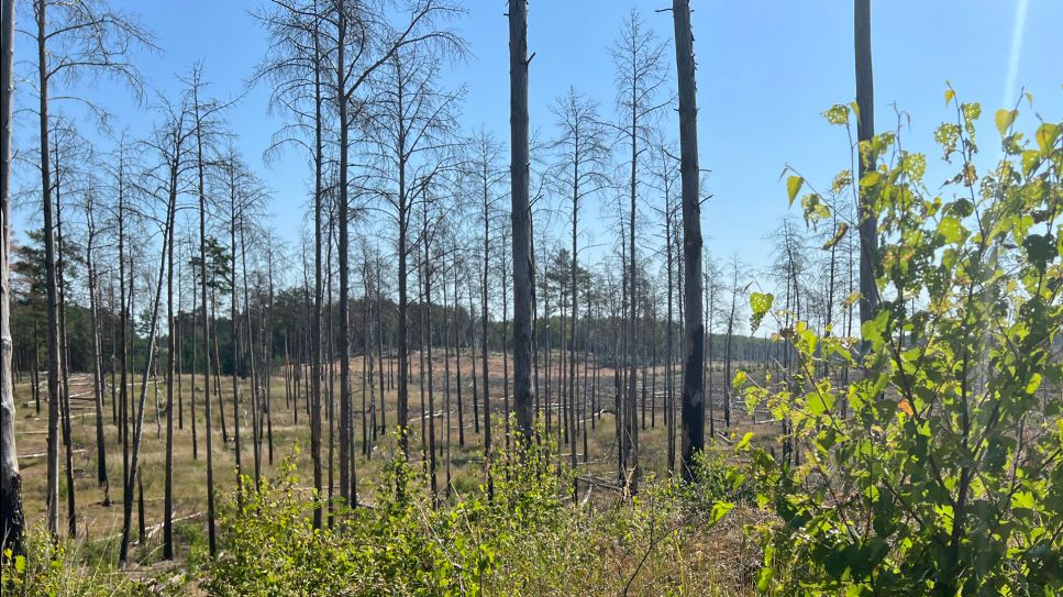 Blick auf abgebrannte Bäume der Lieberoser Heide, im Vordergrund sind grüne Pflanzen (Foto: rbb/Lepsch)