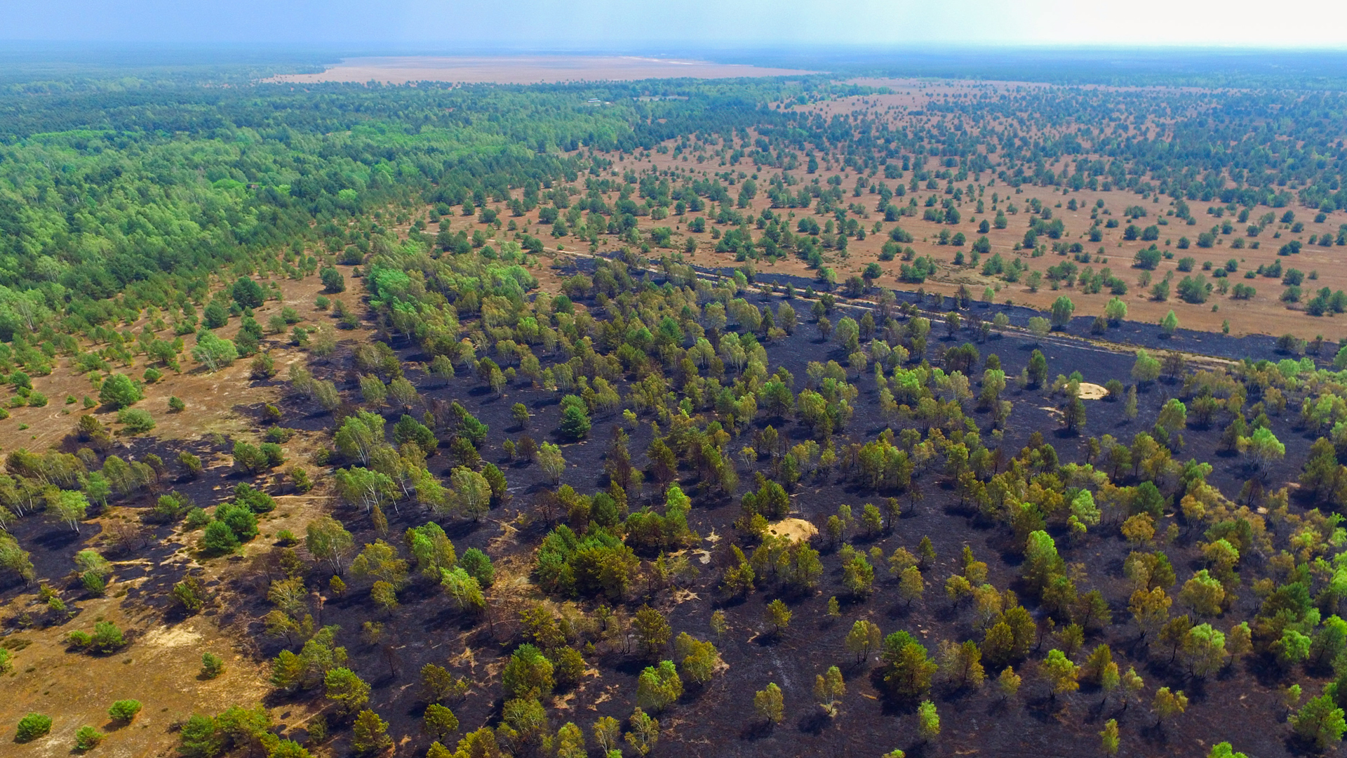 Deutlich ist die verbrannte Fläche der Heidelandschaft im Jahr 2017 nach einem Waldbrand im Gebiet der Lieberoser Heide nahe Lieberose zu sehen (Luftaufnahme mit einer Drohne) (Foto: dpa/Pleul)