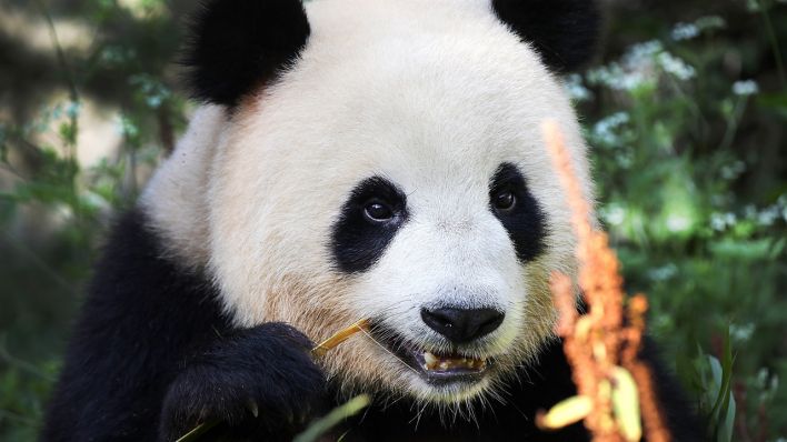 Pandabär Meng Meng (Quelle: rbb/Zoo Berlin)