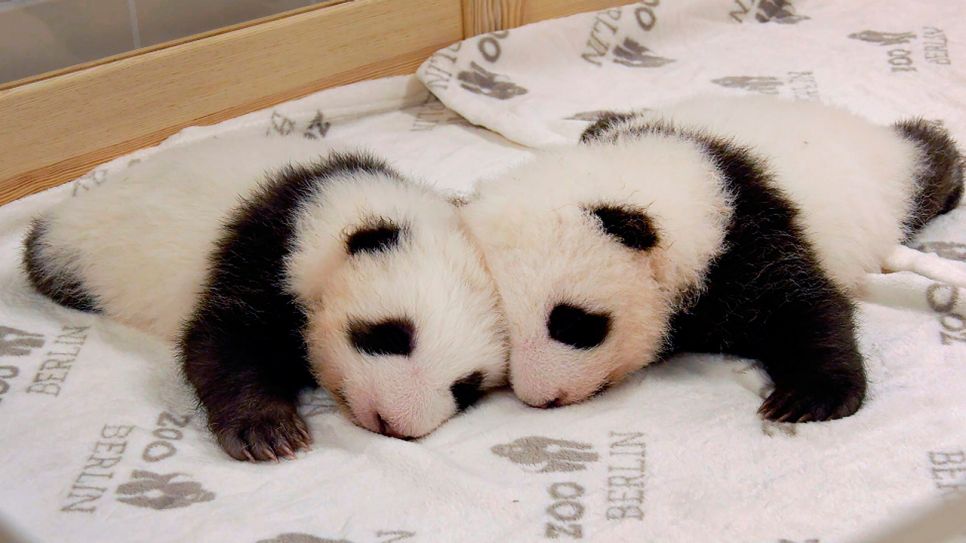 Die Pandazwillinge genießen die gemeinsame Kuschelzeit. | rbb/Zoo Berlin