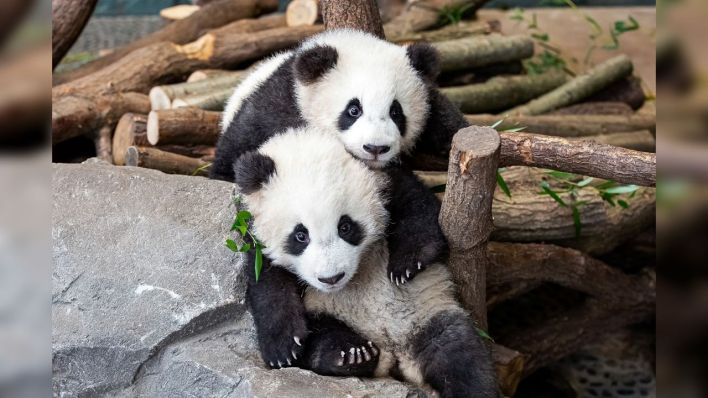 Die Pandazwillinge Pit (vorne) und Paule (hinten) | rbb/Zoo Berlin