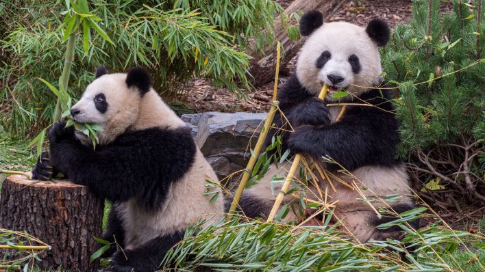 Die Pandas freuen sich über den Bambus